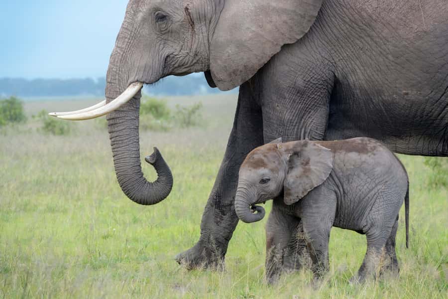 Day Trip: Amboseli National Park & Maasai Village – Nairobi - Quick hits before you go