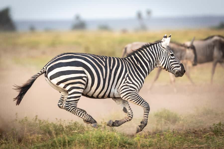 Day Trip: Amboseli National Park & Maasai Village – Nairobi - Nairobi to Amboseli: what that 12-hour day really feels like