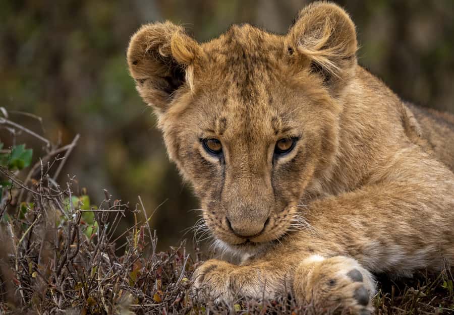Day Trip: Amboseli National Park & Maasai Village – Nairobi - Midday timing: lunch and Mt. Kilimanjaro views when clouds cooperate