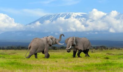 Day Trip: Amboseli National Park & Maasai Village – Nairobi