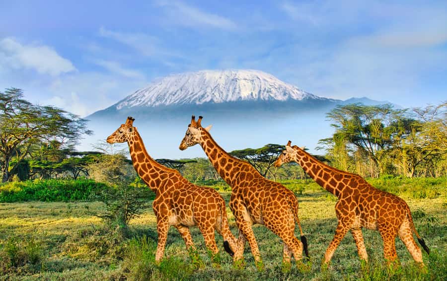 Day Trip: Amboseli National Park & Maasai Village – Nairobi - Where the best value comes from, and where extra costs show up
