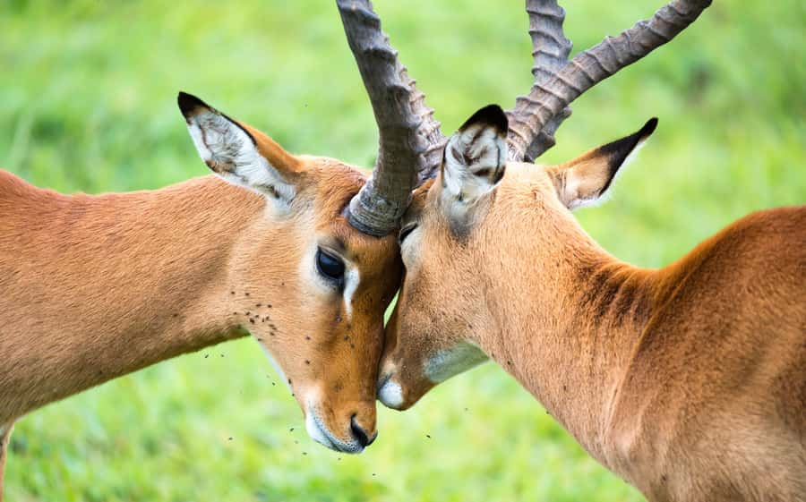 Day Trip: Amboseli National Park & Maasai Village – Nairobi - Guide style matters: what you can expect from the people running the day