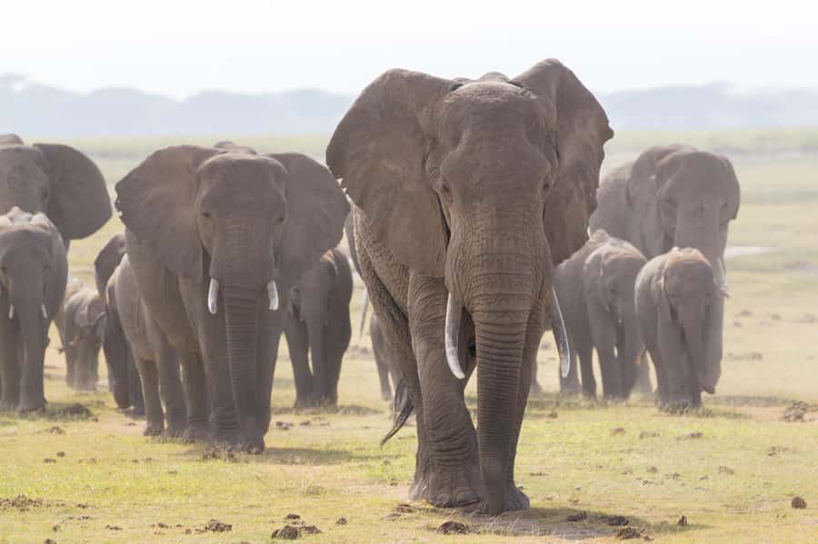 Day Trip: Amboseli National Park & Maasai Village – Nairobi - Practical details that can make or break your day