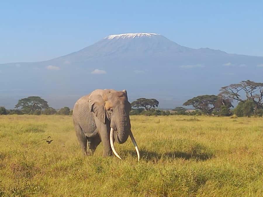 DAY TRIP AMBOSELI PARK FROM NAIROBI AND MASAI VILLAGE. - Quick hits you’ll feel on this day