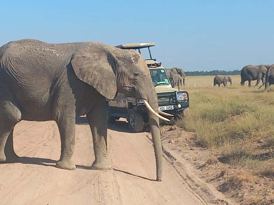 DAY TRIP AMBOSELI PARK FROM NAIROBI AND MASAI VILLAGE. - The Nairobi departure: early start, scenic countryside, and your best light