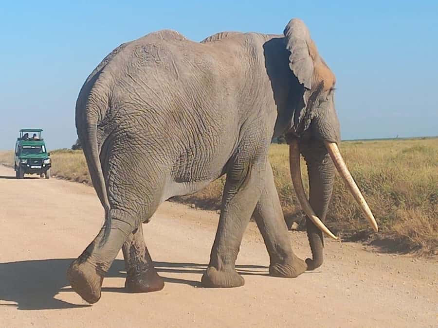 DAY TRIP AMBOSELI PARK FROM NAIROBI AND MASAI VILLAGE. - The Kilimanjaro photo stop: why the views feel different on the same day