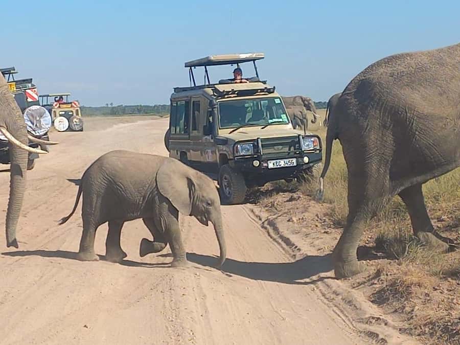 DAY TRIP AMBOSELI PARK FROM NAIROBI AND MASAI VILLAGE. - Lunch timing and the midday reset