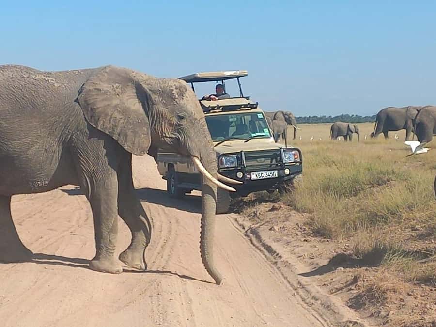 DAY TRIP AMBOSELI PARK FROM NAIROBI AND MASAI VILLAGE. - The 4WD pop-up roof van, water, and binoculars
