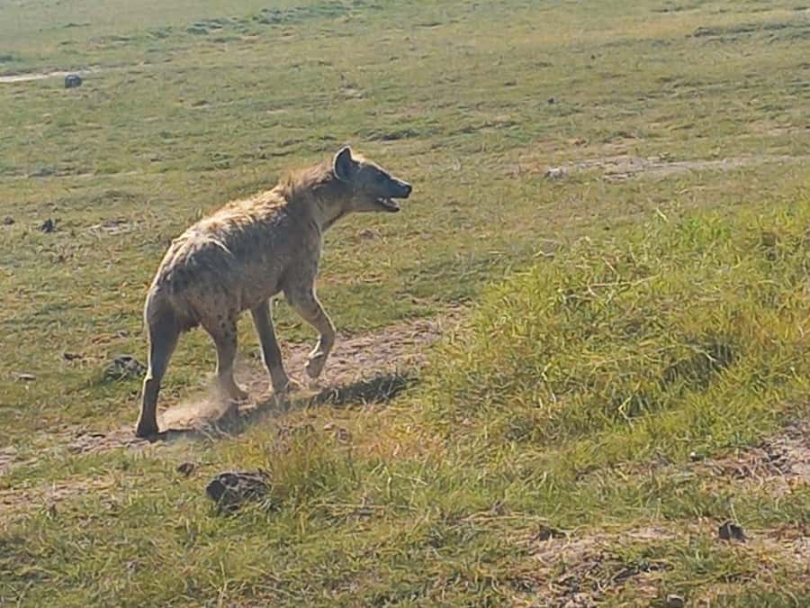DAY TRIP AMBOSELI PARK FROM NAIROBI AND MASAI VILLAGE. - Price and value: what $500 really covers, and what you’ll still pay