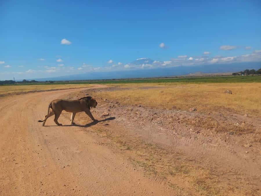 DAY TRIP AMBOSELI PARK FROM NAIROBI AND MASAI VILLAGE. - Who this day trip suits best