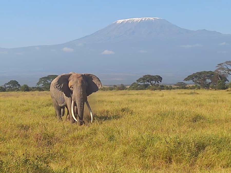 DAY TRIP AMBOSELI PARK FROM NAIROBI AND MASAI VILLAGE. - Amboseli’s game drive: savannah, marsh, and the elephant-and-Kilimanjaro combo