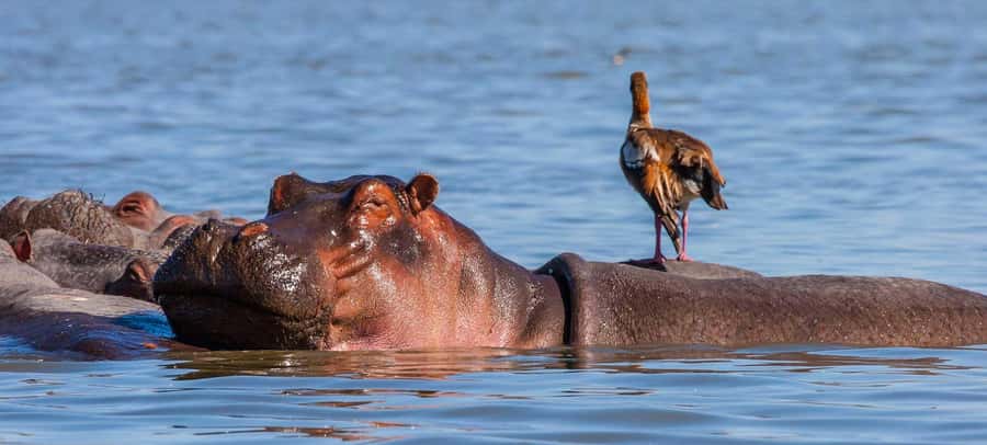 Day Trip: Hell's Gate Bike Ride & Lake Naivasha Boat Ride - Who this day trip is best for, and who should sit this one out