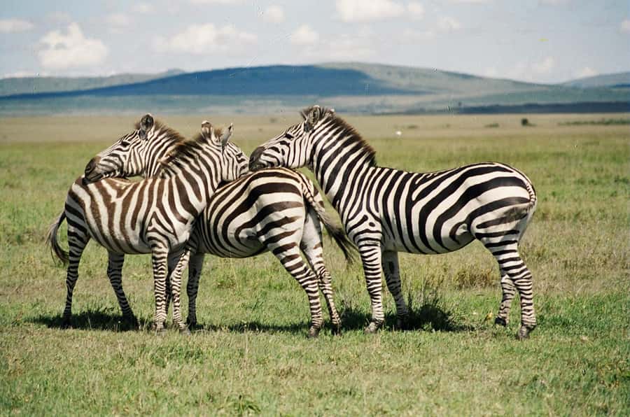 Day Trip: Hell's Gate Bike Ride & Lake Naivasha Boat Ride - Lake Naivasha boat safari: hippos, birds, and the quiet side of Kenya
