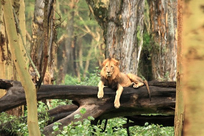 Day trip - Lake Nakuru National Park Tour From Nairobi - Lake Nakuru’s lake edge: flamingos, algae, and photo-ready action