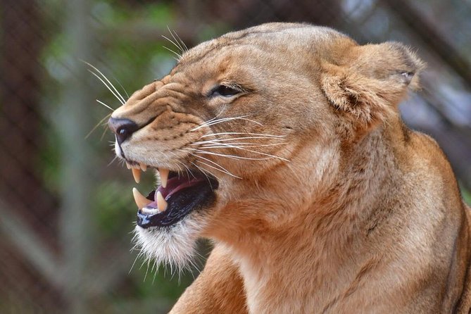 Day trip - Lake Nakuru National Park Tour From Nairobi - Small-group touring in a safari vehicle: comfort and control