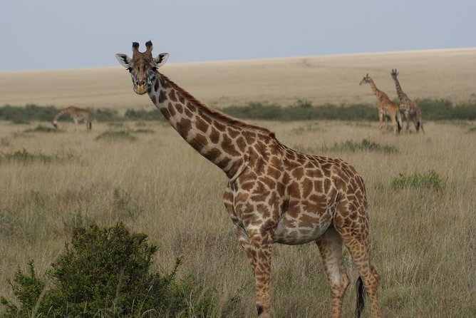 Day trip - Lake Nakuru National Park Tour From Nairobi - Lunch break and what to bring for a long wildlife day