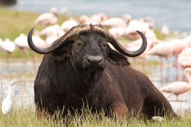 Day trip - Lake Nakuru National Park Tour From Nairobi - Price and value: is $130 fair for this Nairobi day trip?