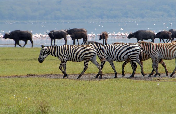 Day trip - Lake Nakuru National Park Tour From Nairobi - Who should book this tour, and who should choose something else