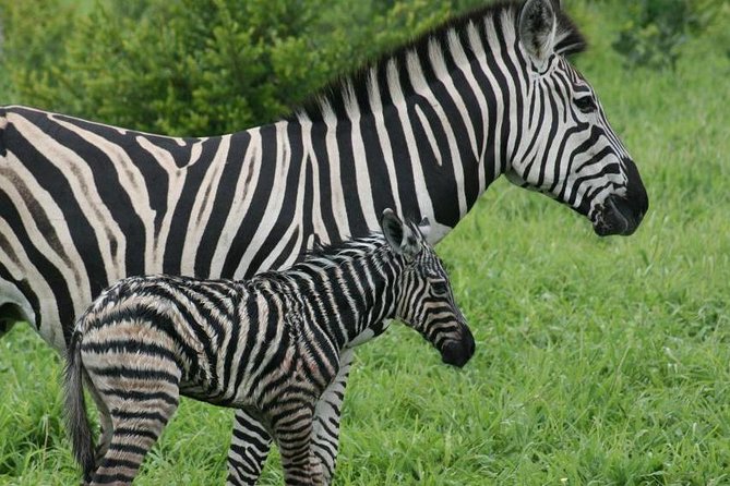 Day trip - Lake Nakuru National Park Tour From Nairobi - Should you book Lake Nakuru from Nairobi?