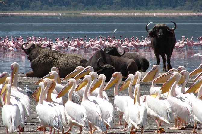 Day trip - Lake Nakuru National Park Tour From Nairobi - Rhinos, giraffes, lions, and leopards: what to hope for, and what to accept