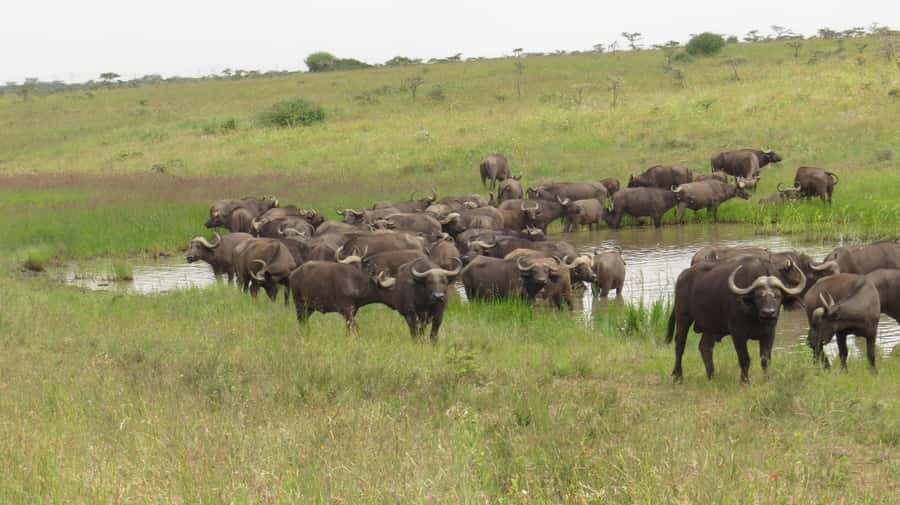 Day Trip to Amboseli National Park from Nairobi. - Key things that make this Amboseli day trip worth it
