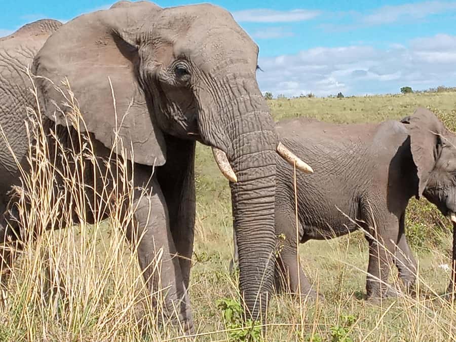 Day Trip to Amboseli National Park from Nairobi. - Nairobi to Amboseli in 11 Hours, What Makes It a Smart Day Trip
