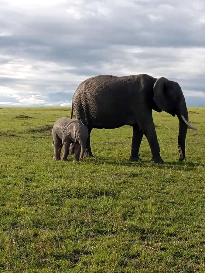 Day Trip to Amboseli National Park from Nairobi. - Along the Way: Savannah Grasslands and Maasai Homesteads You’ll Actually See