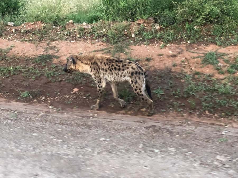 Day Trip to Amboseli National Park from Nairobi. - Guides and Service: English Support, Real Help, and Names You Might Hear