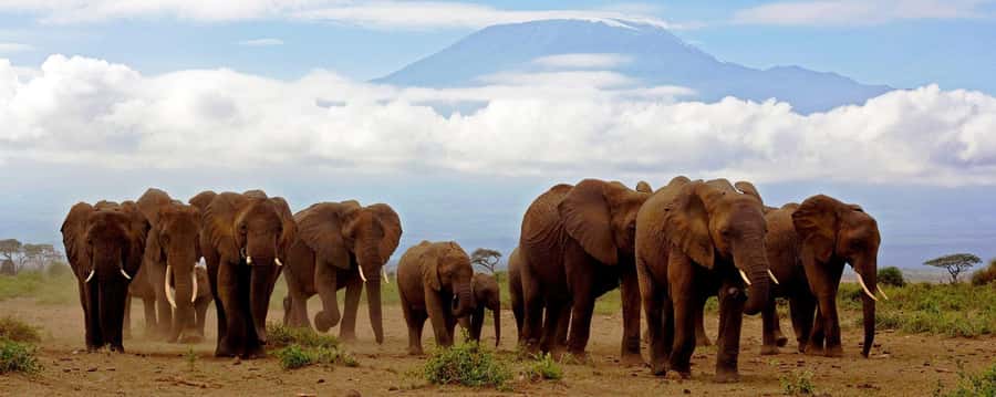 Day Trip to Amboseli National Park from Nairobi. - Sunrise Drive on the Nairobi-Mombasa Highway, Plus a 360-Degree Photo Moment