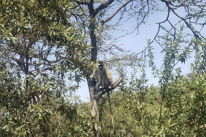 Day trip to Hells Gate National Park with boat ride on Lake Naivasha - Price and what makes this $75 per person feel like value