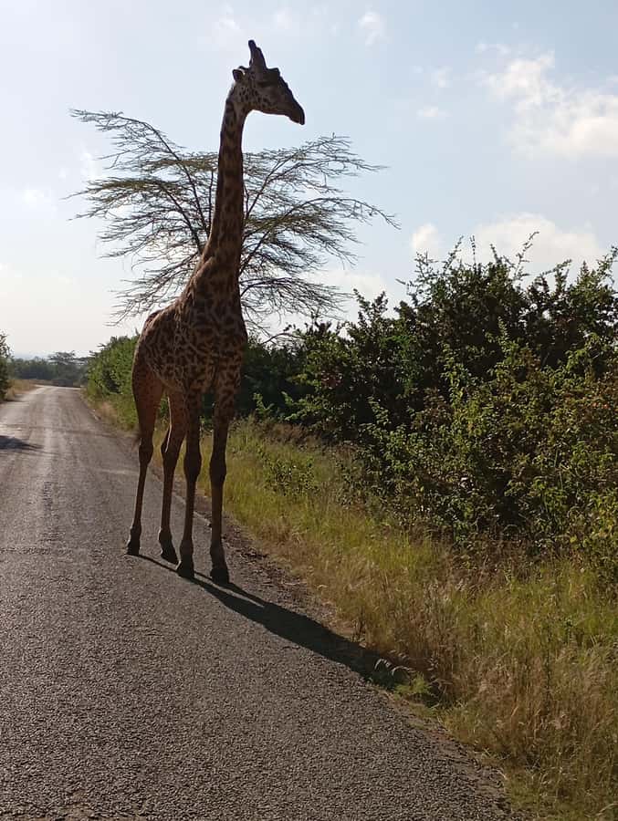 Day Trip to Lake Nakuru National Park from Nairobi - One-day Rift Valley safari from Nairobi: the drive is part of it