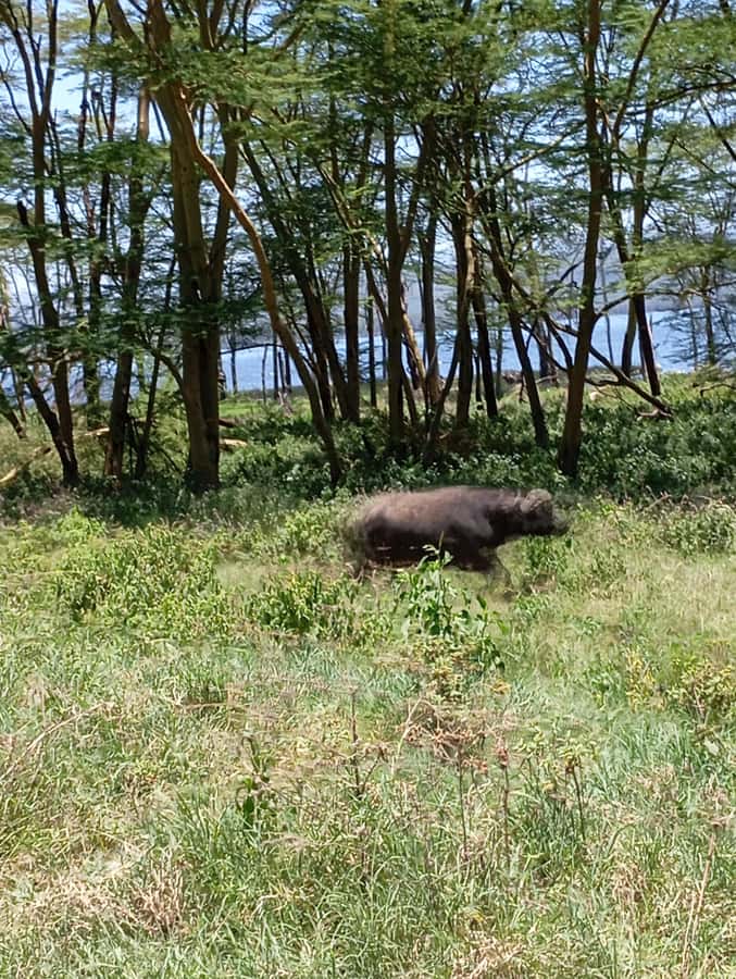 Day Trip to Lake Nakuru National Park from Nairobi - Price and value: what $175 covers, and what to budget at the gate