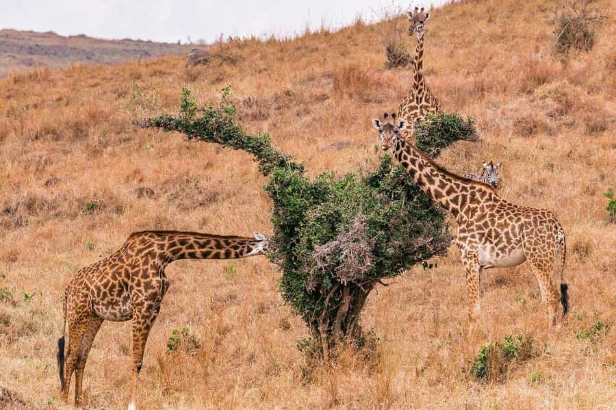 Day Trip to Lake Nakuru National Park from Nairobi - FAQ