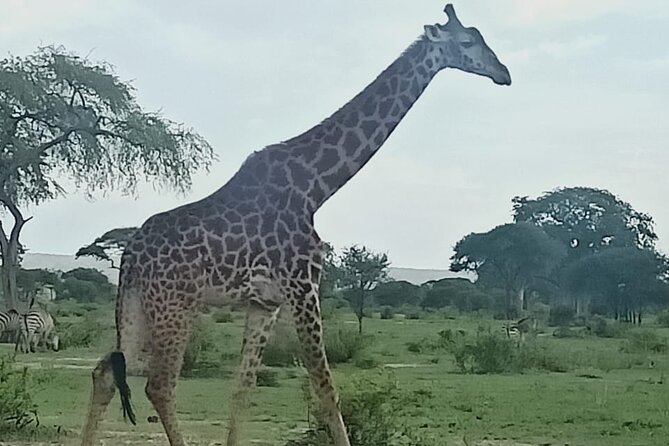 Day Trip to Mount Longonot National Park and Lake Naivasha - The Crater Rim Hike: 3 to 4 Hours Round-Trip
