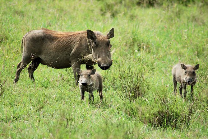 Day trip to Ol Pejeta conservancy from Nairobi - Stop 3: Sweetwaters Serena, lunch, and the lodge waterhole show