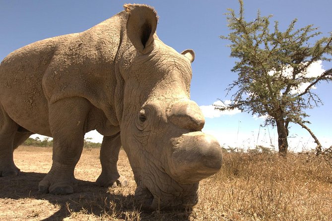 Day trip to Ol Pejeta conservancy from Nairobi - Stop 4: Eastern Ol Pejeta, Baraka, and the northern white rhinos