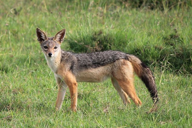 Day trip to Ol Pejeta conservancy from Nairobi - Price and logistics: what you actually pay, and why it can still be good value