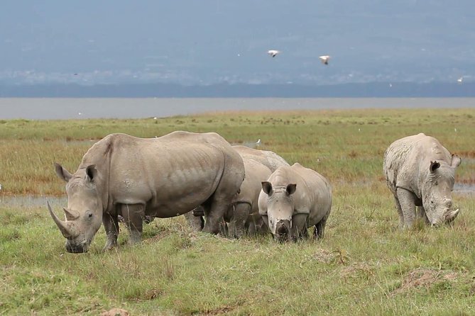 Day trip to Ol Pejeta conservancy from Nairobi - The vehicle and viewing style that makes a difference