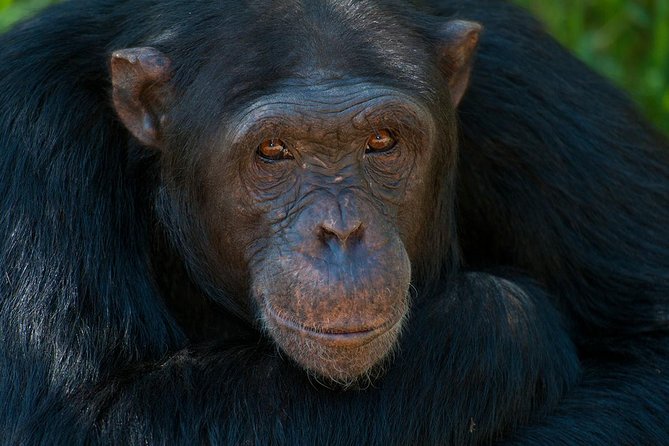 Day trip to Ol Pejeta conservancy from Nairobi - Who this Ol Pejeta day trip suits best