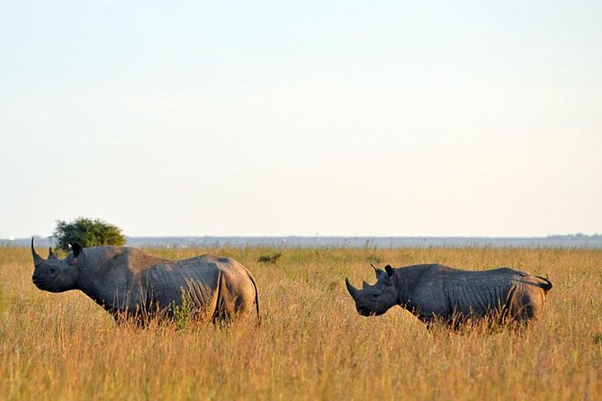 Day trip to Ol Pejeta conservancy from Nairobi - Stop 2: Ol Pejeta northern game drive and chimpanzees