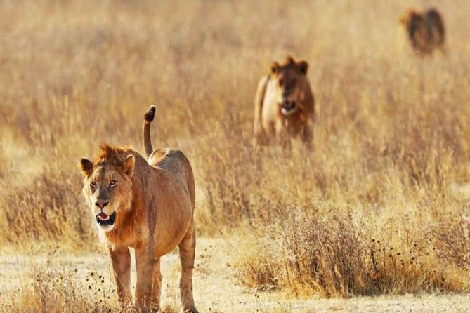 Day Trip - Tsavo East National Park ( Man Eater Lions of Tsavo & Other Big Five) - Why Tsavo East works so well for a one-day safari