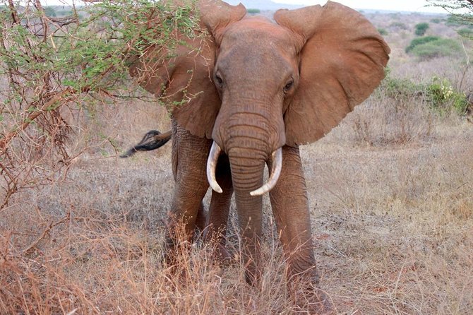 Day Trip - Tsavo East National Park ( Man Eater Lions of Tsavo & Other Big Five) - Afternoon game drive: dry-season reality, waterholes, and scenic pauses