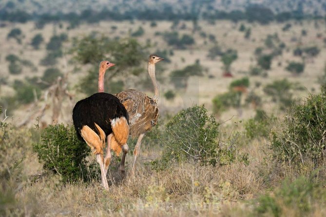 Day Trip - Tsavo East National Park ( Man Eater Lions of Tsavo & Other Big Five) - Price and value: what $200 becomes after fees and lunch