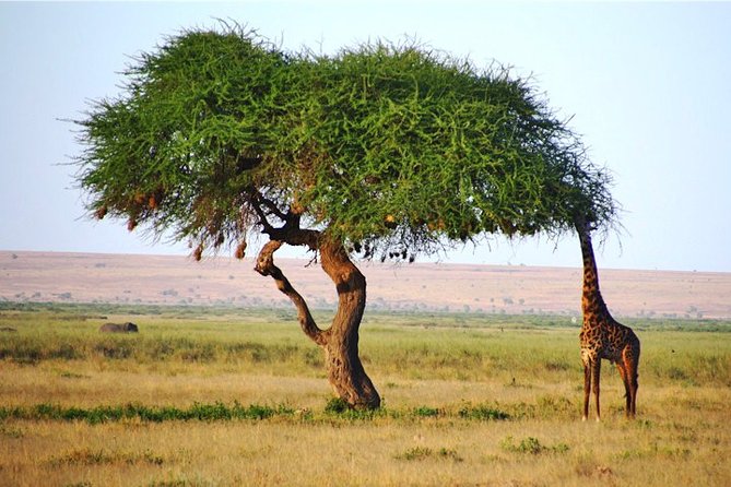 Day Trip - Tsavo East National Park ( Man Eater Lions of Tsavo & Other Big Five) - Pop-up roof + private guiding: what you’re really paying for