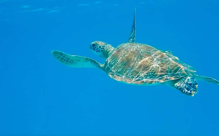 Dhow Adventure to Wasini Island & Kisite Marine Park - From Diani pickup to the dhow: what the start feels like