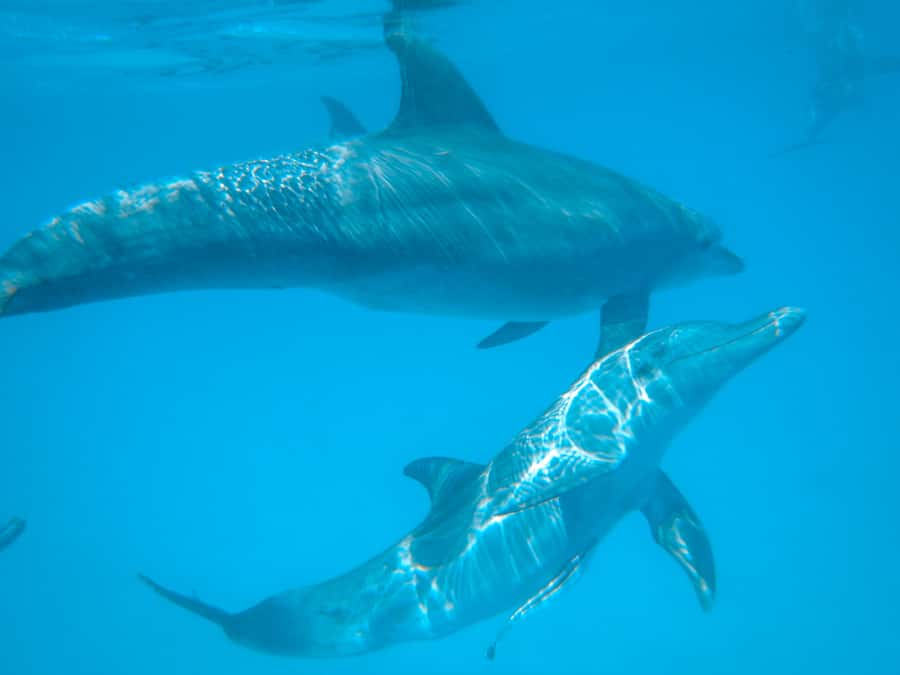 Dhow Adventure to Wasini Island & Kisite Marine Park - Dolphin spotting on the sail to Kisite-Mpunguti