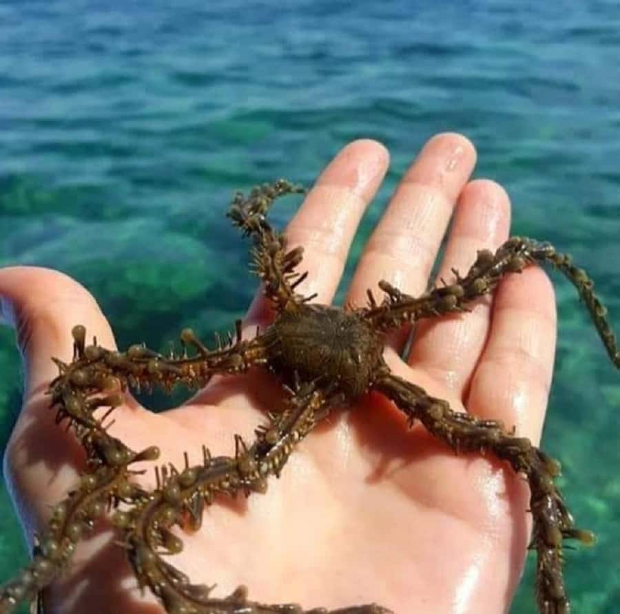 Diani Beach: Glass Boat Cruise to Robinson Island - The 4-hour flow: cruise, fish stops, snorkeling, then sandbank relax time