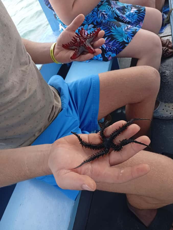 Diani Beach: Glass-Bottom Boat Cruise to Robinson Island - The captain’s underwater fish show: bread, rules, and a whole lot of fish