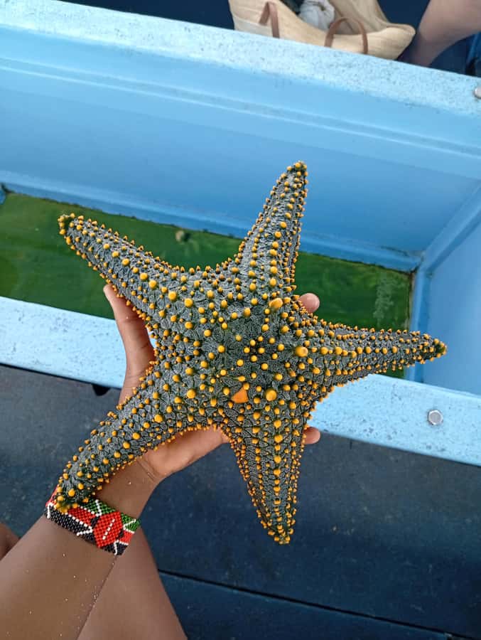 Diani Beach: Glass-Bottom Boat Cruise to Robinson Island - Pickup, safety briefing, and the Tuk-tuk rhythm along the coast