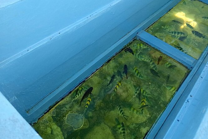 Diani Beach: Glass-bottom Boat Ride with Underwater Show - Marine life spotting: what to watch through the glass
